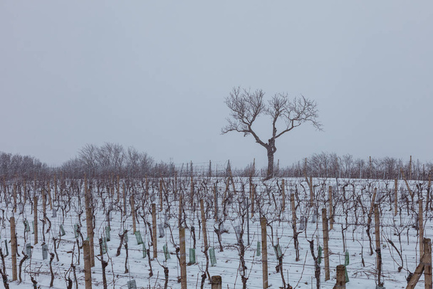 Winter landscape with a snowy vineyard in South Moravia in the Czech Republic - Fotoğraf, Görsel