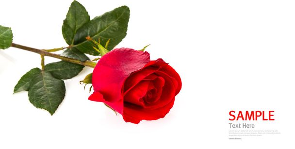 Beautiful red rose isolated on white background - Foto, afbeelding