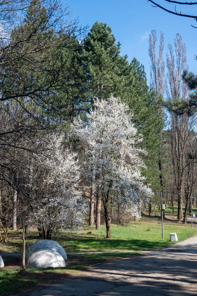 Amazing Spring view of South Park in city of Sofia, Bulgaria - Foto, immagini