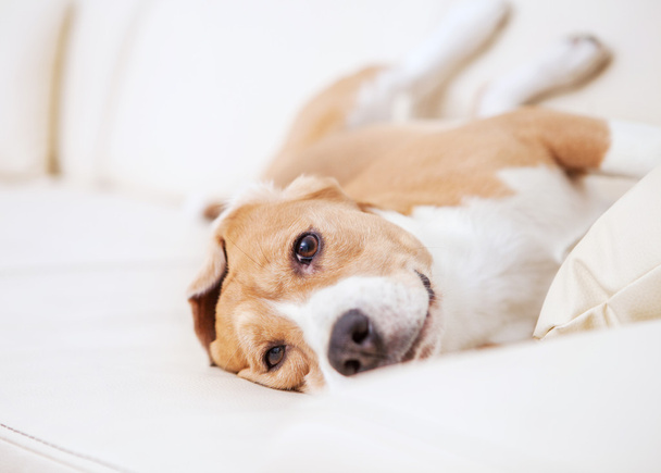 Purebred beagle dog lying - Zdjęcie, obraz