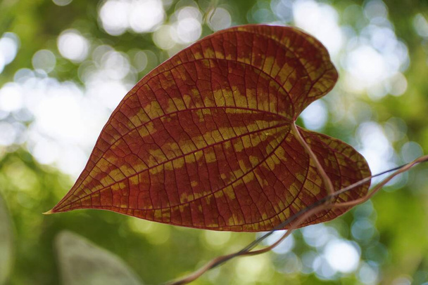 Закрыть задний красный лист Dioscorea Dodecaneura - Фото, изображение
