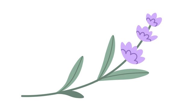 Lavender Flowers Brunch Vector Illustration - Vector, Image