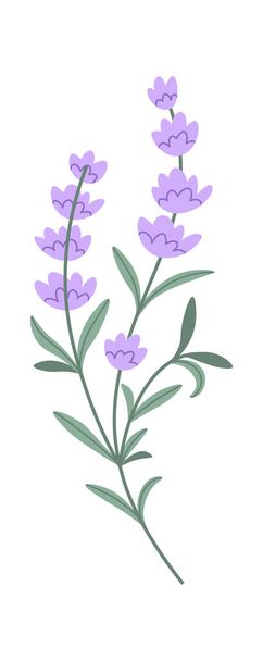 Lavender Flowers Brunch Vector Illustration - Vector, Imagen