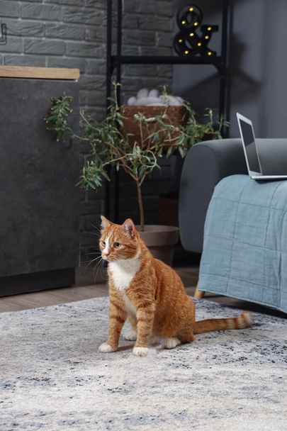 Смешной рыжий кот играет с хозяином дома - Фото, изображение