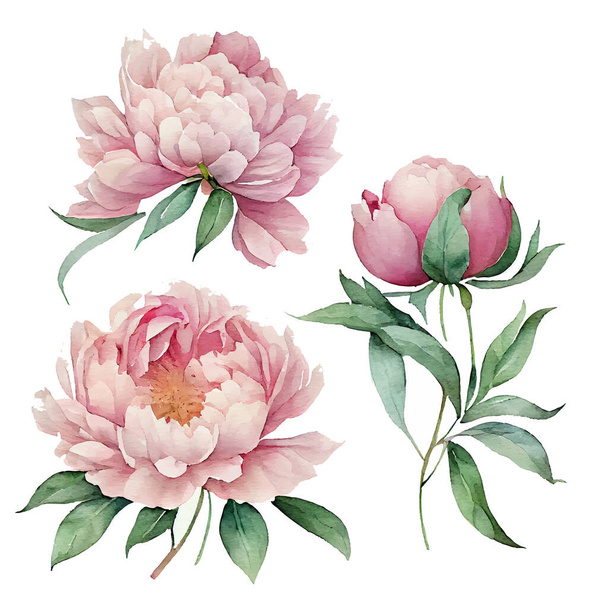 set vector illustration of spring flowers peonies on a white background isolate - Vector, Image