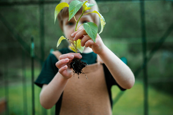 A little boy holding pepper plant, when transplanting it in eco greenhouse, learn gardening and plants. - Φωτογραφία, εικόνα