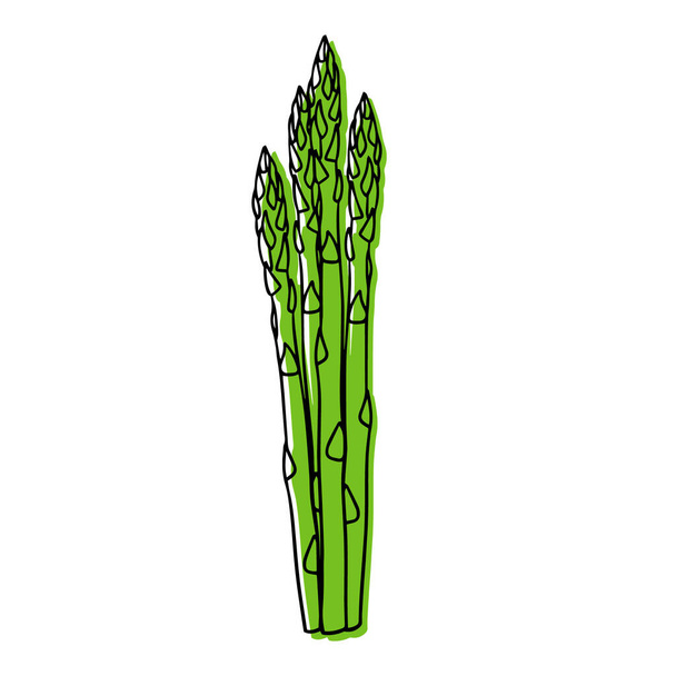 Illustrazione vettoriale di un asparago maturo in stile lineare. - Vettoriali, immagini