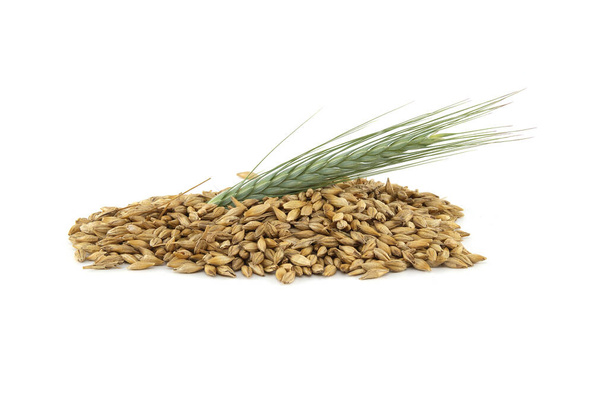 白い背景に隔離された外殻と大麦の耳を持つ大麦の種、新しい穀物収穫の概念 - 写真・画像