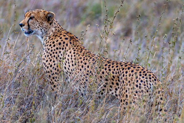 Wild cheetah in serengeti national park. High quality photo - Фото, изображение
