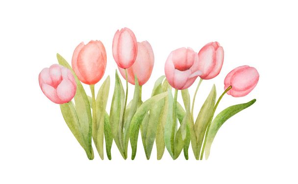 Beautiful pink tulip flowers watercolor paiting. Spring blossom garden plant aquarelle drawing for postcard design - Photo, image