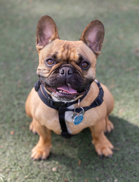 3-Years-Old Fawn Male Frenchie Puppy Sitting with An Expressive Face. Off-leash dog park in Northern California. - Foto, immagini