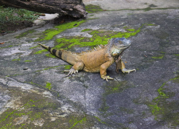 the iguana - Photo, Image