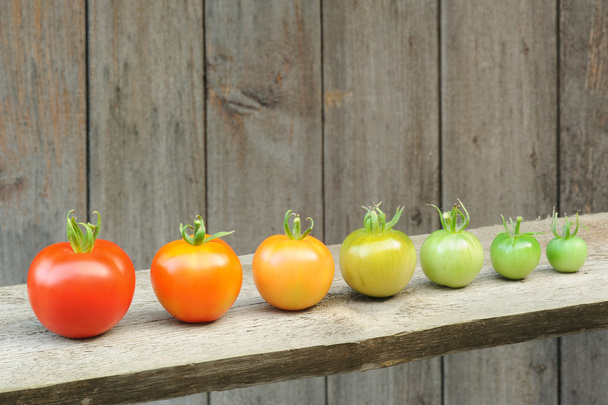 開発の赤いトマトの成熟果実の過程 - 段階の進化 - 写真・画像