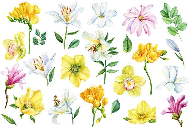 Freesia ja orkidea kukkia eristetty valkoinen tausta, vesiväri käsi piirustus. Kevään keltainen kasvisto. Korkealaatuinen kuva - Valokuva, kuva