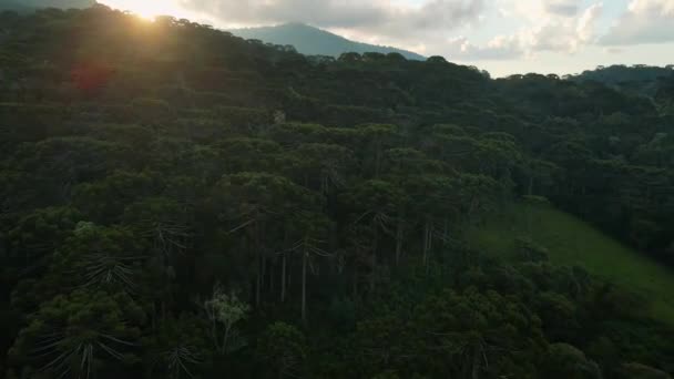 Vuoret ja villi araucaria araucana metsä auringonlaskun sävyjä Brasiliassa - Materiaali, video