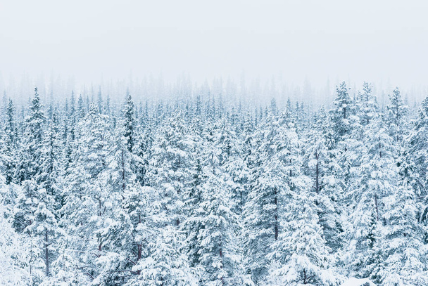 Spokojna zimowa scena pokrytego śniegiem lasu iglastego w Szwecji, pełnego piękna i spokoju. - Zdjęcie, obraz