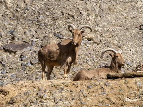 Ammotragus lervia, Barbary sheep, move deftly on a high rock. - Foto, Bild