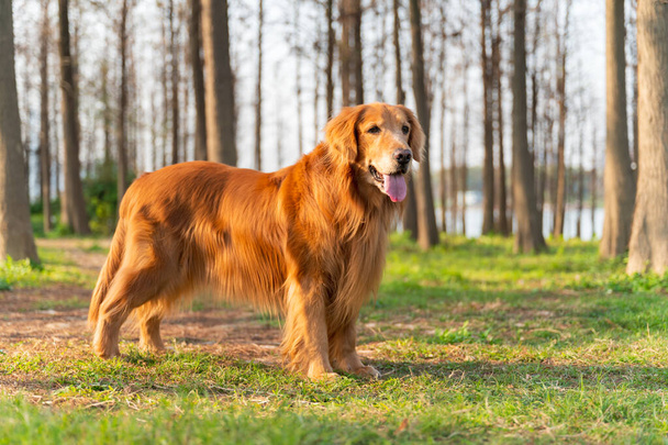Golden Retriever on the grass in the countryside - Photo, Image