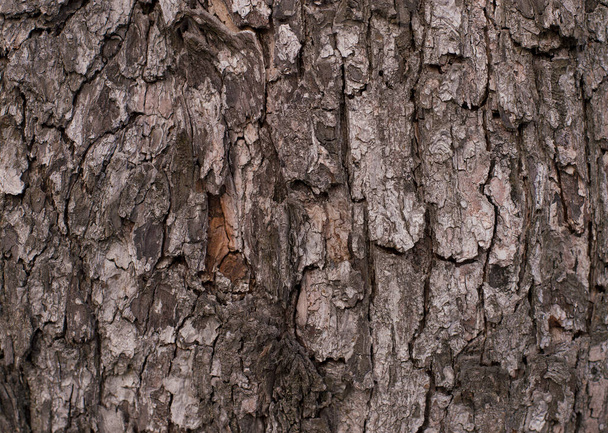 Old Wood Tree Texture Background Pattern - Foto, imagen