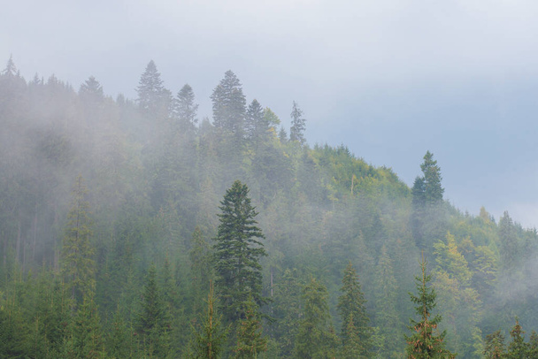 las w górach we mgle na niebie - Zdjęcie, obraz