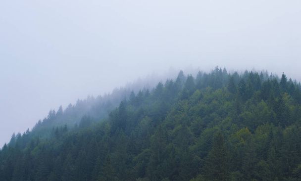 bosque en las montañas en una neblina contra el cielo - Foto, imagen
