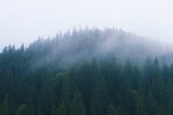 metsä vuorilla usvassa taivasta vasten - Valokuva, kuva