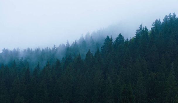 Gökyüzüne karşı sisli dağlarda bir orman - Fotoğraf, Görsel