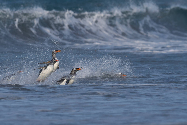 Pingouins de Gentoo (Pygoscelis papua) débarquant après s'être nourris en mer sur l'île Sea Lion dans les îles Malouines. - Photo, image