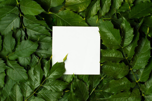 white sheet of paper on a background of green foliage - Foto, Imagen