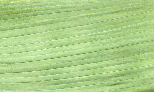 macro texture of green leaf - Photo, Image