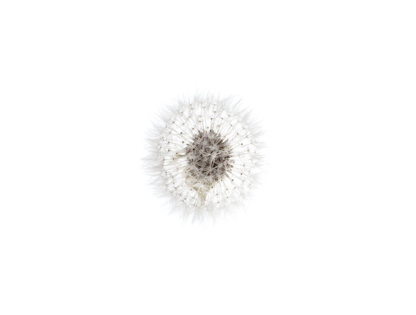 pitypang izolátum fehér alapon - Fotó, kép