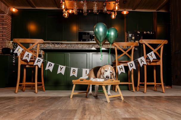 Dog Happy Birthday Party. Beagle dog breed. Happy dog eating delicious cake. Dog party at home - Foto, Imagen