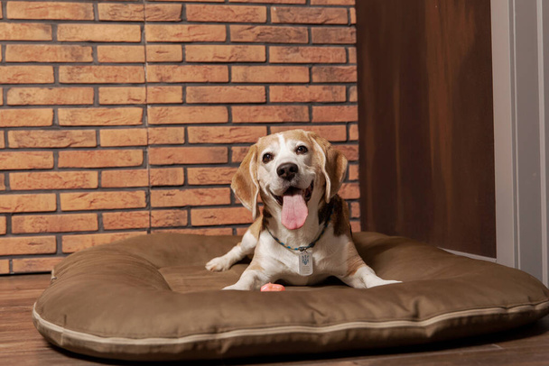 Adorable perro Beagle descansando en casa, con un acogedor telón de fondo de cálido dcor interior. Perfecto para mostrar un ambiente cómodo y acogedor - Foto, imagen