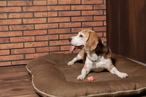 Adorable Beagle dog lounging at home, with a cozy backdrop of warm interior dcor. Perfect for showcasing a comfortable and inviting atmosphere - Foto, Imagem