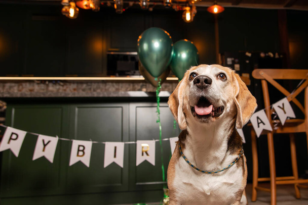 Dog Happy Birthday Party. Beagle dog breed. Happy dog. Dog party at home - Foto, afbeelding