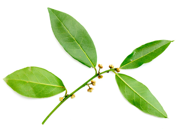 Зелене листя лаврового дерева
 - Фото, зображення