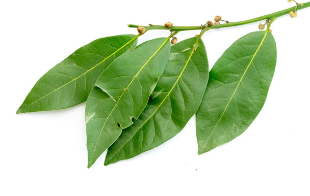 Groene bladeren van de boom laurel - Foto, afbeelding