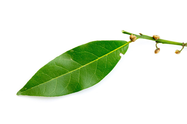 Πράσινα φύλλα από το δέντρο δαφνών - Φωτογραφία, εικόνα