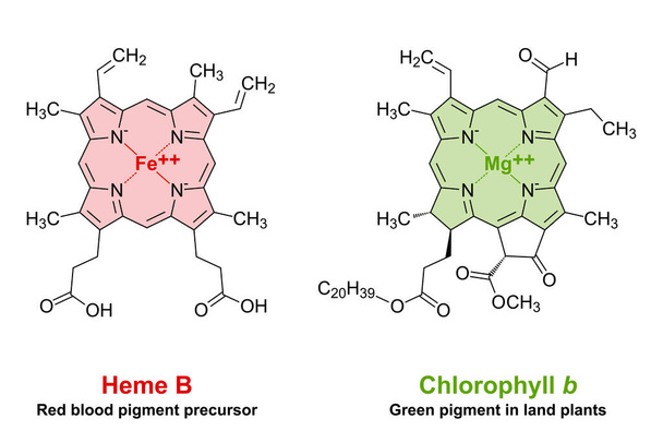 Heme and chlorophyll similarities in chemical structure. Un anillo plano de porfirina con 4 átomos de nitrógeno, que une un átomo de hierro para el pigmento rojo de la sangre, y un átomo de magnesio para el pigmento verde de la planta.  - Vector, imagen