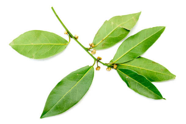 Groene bladeren van de boom laurel - Foto, afbeelding