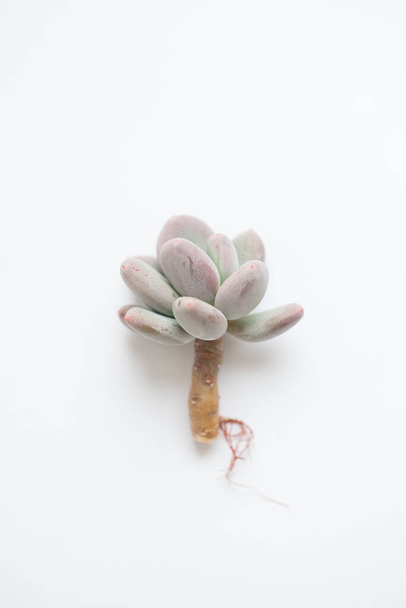 Естественная сочная цветочная розетка. Pachyphytum pachyveria Blue Haze on white - Фото, изображение