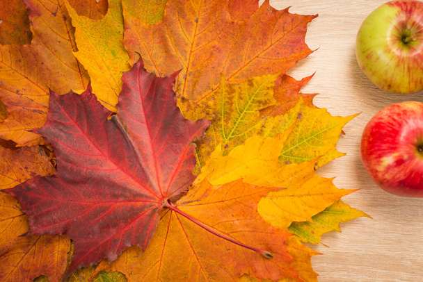 Yellow and red maple leaves - 写真・画像