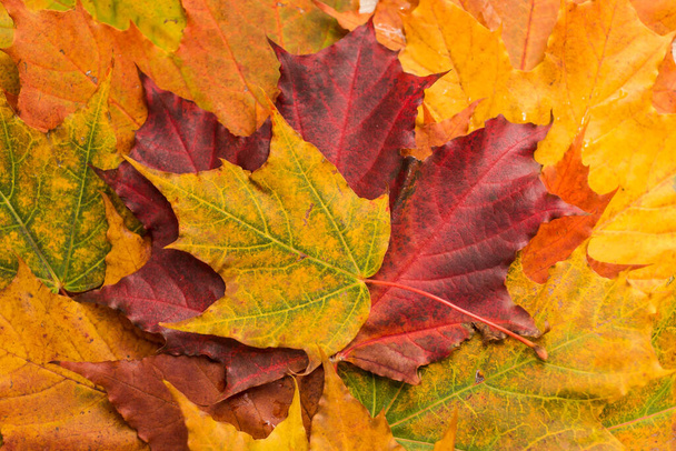 Yellow and red maple leaves backgruond - 写真・画像