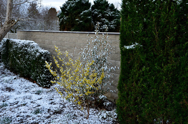 perennial flowerbed still May in February frozen, icicles, snowy dry stalk, snow in the whole garden behind the concrete wall. the first yellow flowering shrub blooms even in front of a torso tree - Photo, Image