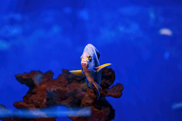 Underwater shot of fish Pomacanthus semicirculatus close up - Fotó, kép