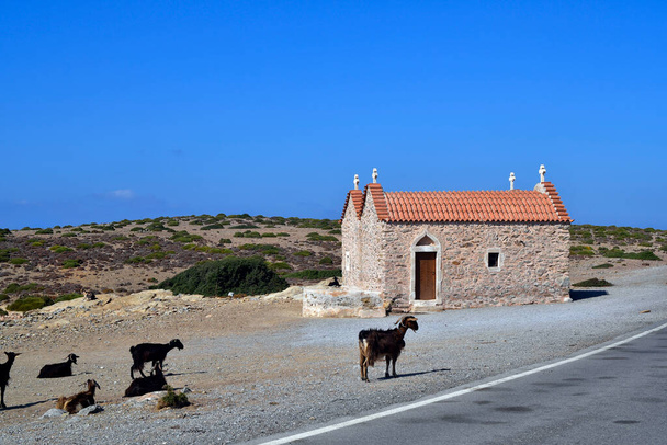 Ελλάδα, κατσίκες στο μικρό εκκλησάκι στο δρόμο μεταξύ Βάι και Σητείας κοντά στο μοναστήρι Τοπλού, που βρίσκεται στα βορειοανατολικά της Κρήτης - Φωτογραφία, εικόνα