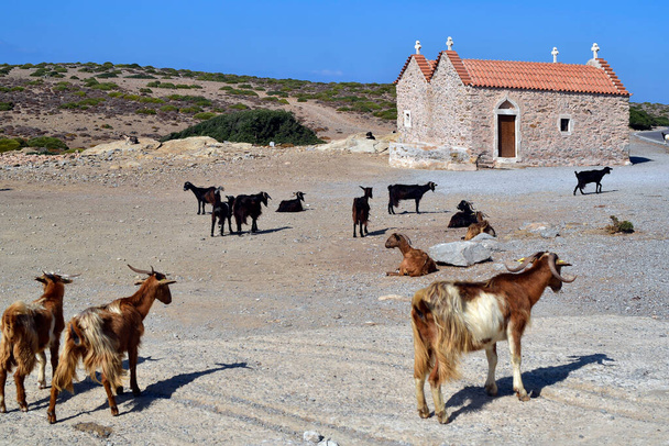 Ελλάδα, κατσίκα με μακριά μαλλιά στο μικρό εκκλησάκι στο δρόμο μεταξύ Βάι και Σητείας κοντά στο μοναστήρι Τοπλού, που βρίσκεται στα βορειοανατολικά της Κρήτης - Φωτογραφία, εικόνα
