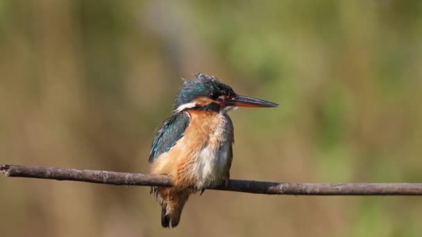 common kingfisher, Alcedo atthis. A bird brushes its feathers. Smooth background - Footage, Video