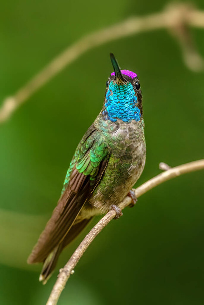 Talamanca kolibri - Eugenes spectabilis, gyönyörű színes kolibri Latin-Amerikából erdők és kertek, Volcn, Panama. - Fotó, kép