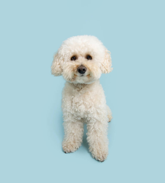 Retrato de perro caniche blanco feliz sentado y mirando a la cámara. Aislado sobre fondo pastel azul - Foto, Imagen